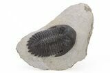 Detailed Hollardops Trilobite - Ofaten, Morocco #221034-1
